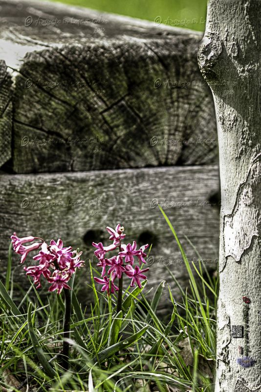 Flores junto al banco Reducc.jpg